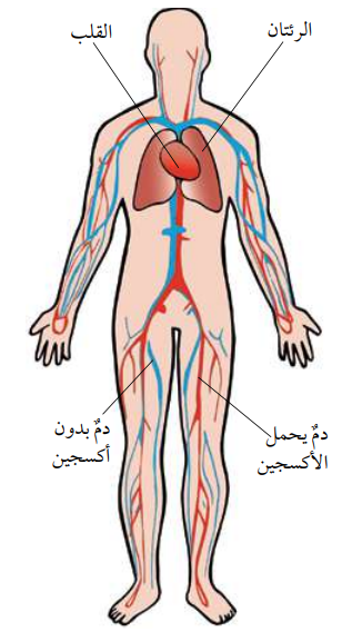 الجهاز الدوري